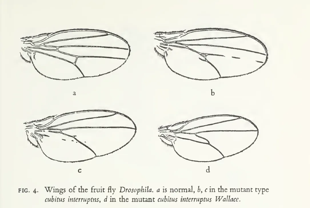 Primary-source scan of Fig. 4, Drosophila wing forms, from Waddington's chapter in Aspects of Form.